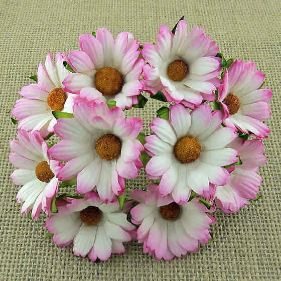 ATK 50 Mulberry Paper Chrysanthemums 2-Tone Baby Pink/Ivory 45mm