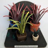 Cool Katz Craft Cutz Flax Leaves