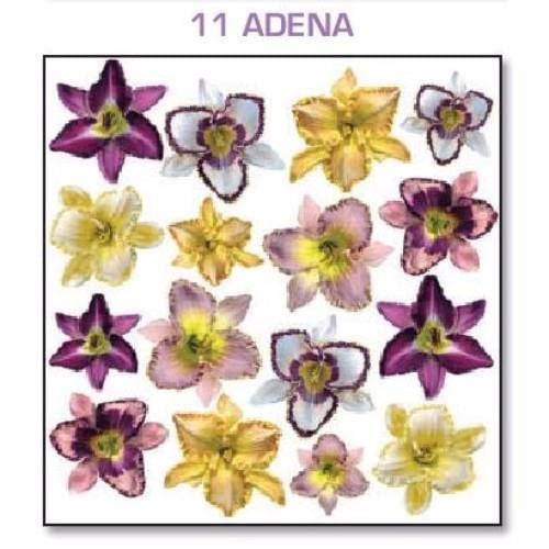 Series 4.11 Adena