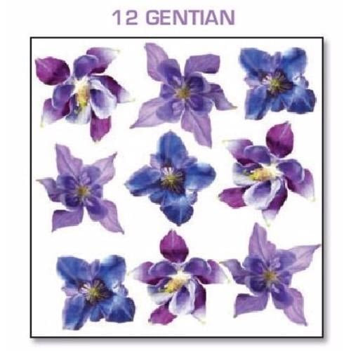 Series 4.12 Gentian