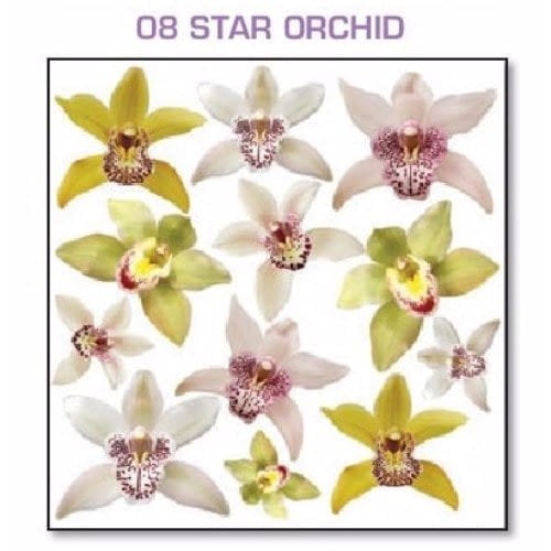 Series 4.08 Star Orchid