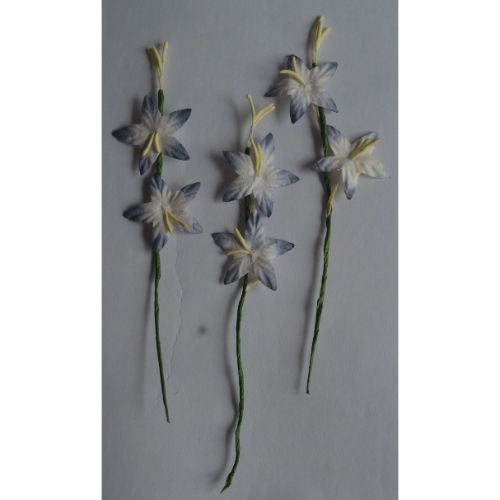 25 BLUE STAR LILY GLADIOLI Mulberry Paper