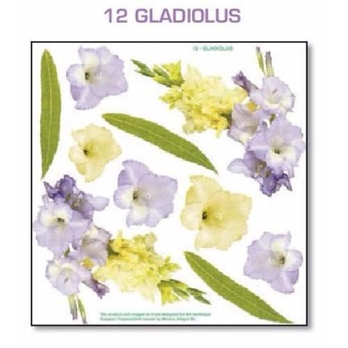 Series 2.12B Gladiolus