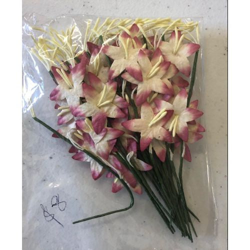 25 Burgandy STAR LILY GLADIOLI Mulberry Paper