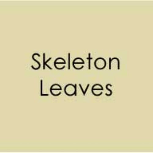 Gina K Designs HEAVY BASE WEIGHT CARD STOCK- SKELETON LEAVES -10 pcs